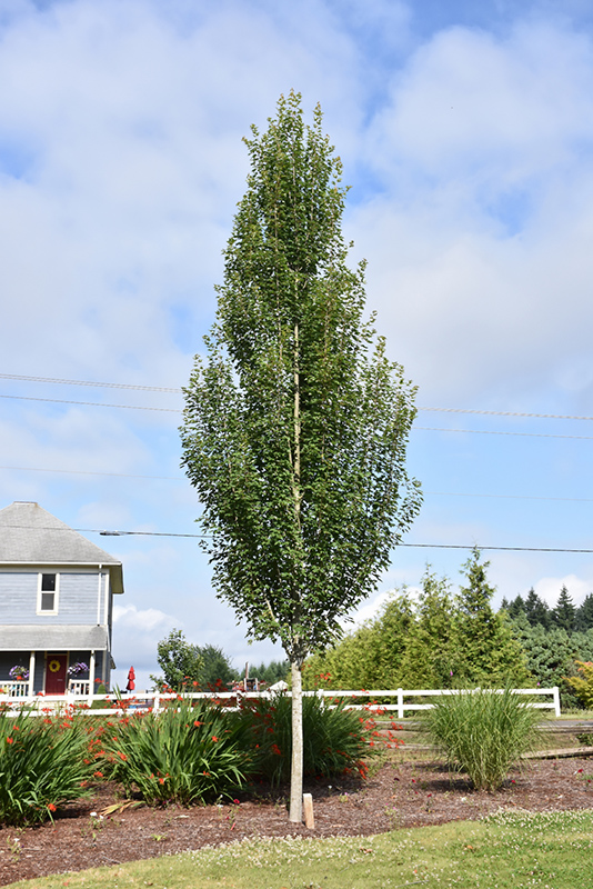 Armstrong Gold Maple #15 - Image 3